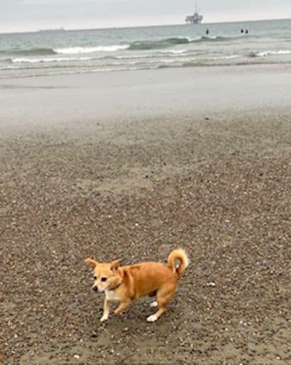 Need to Re-Home our dog Rex - FREE image 3
