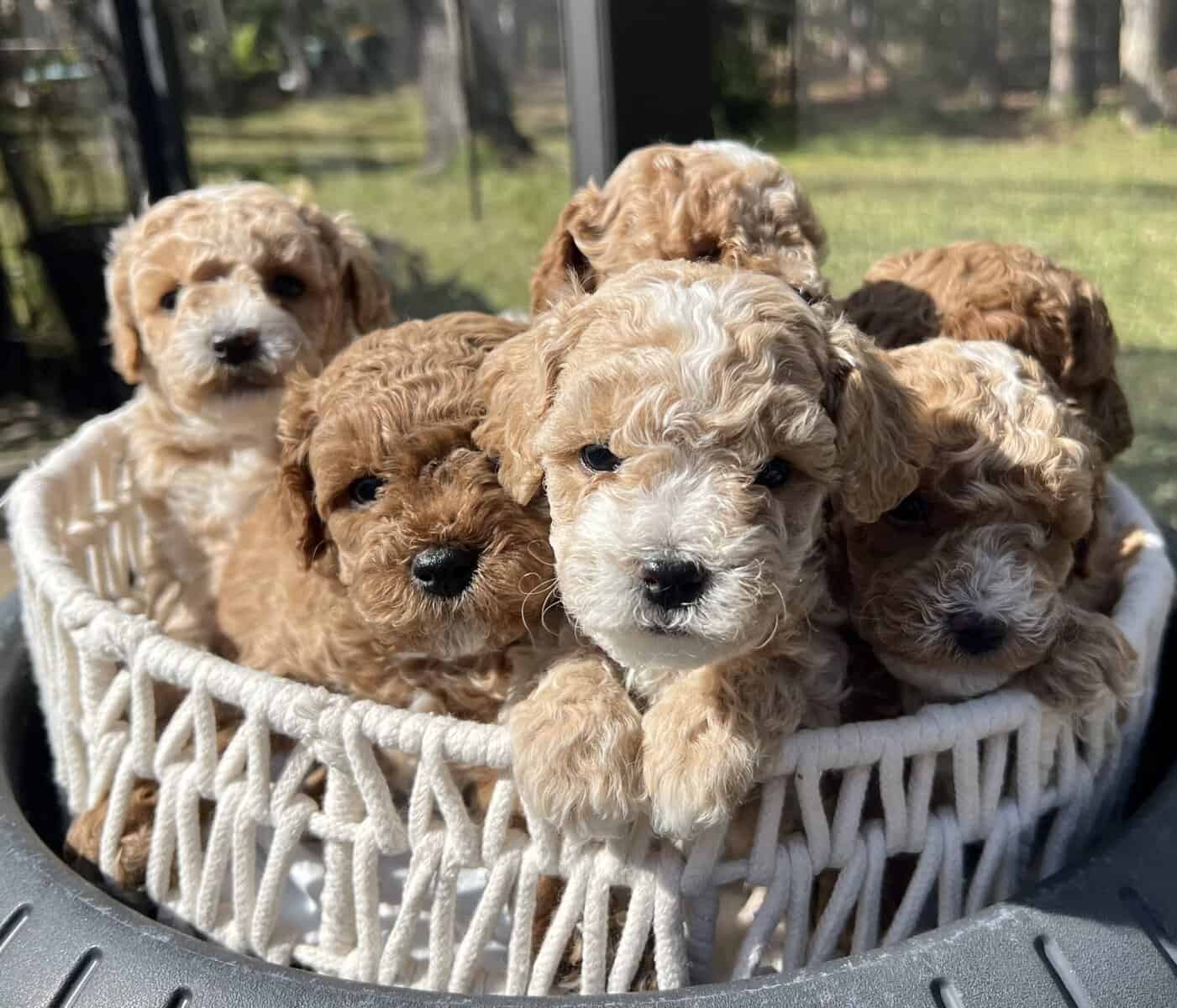 Toy poodle image 2