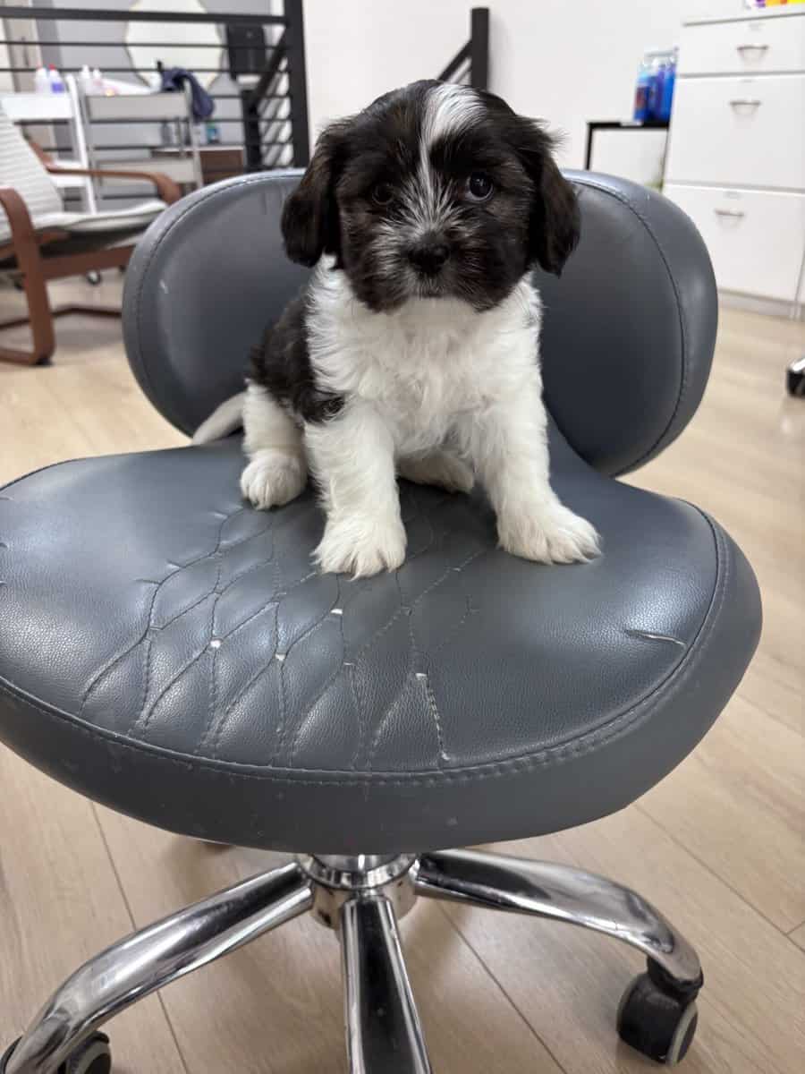 Shih Tzu puppy image 2