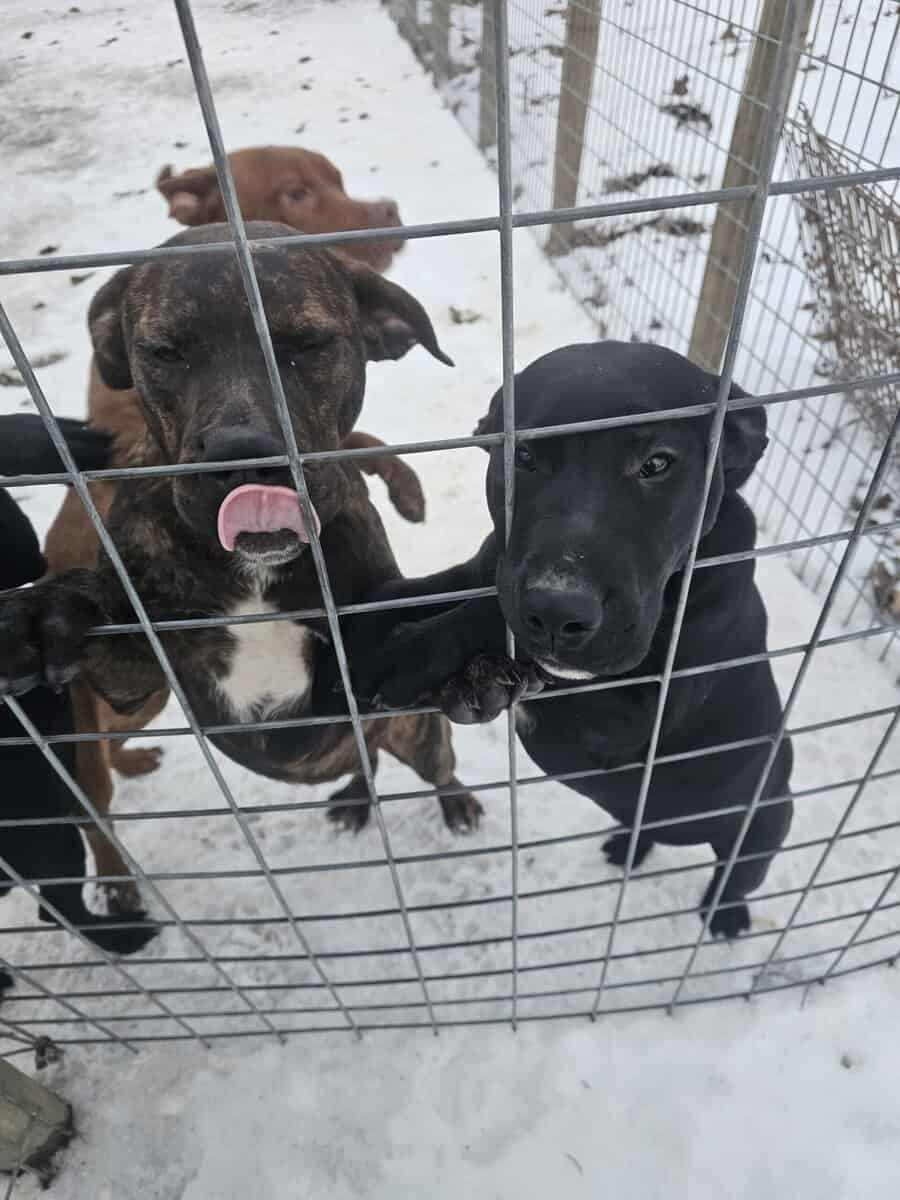 Labrador and Pit mix puppies desperate for homes image 1