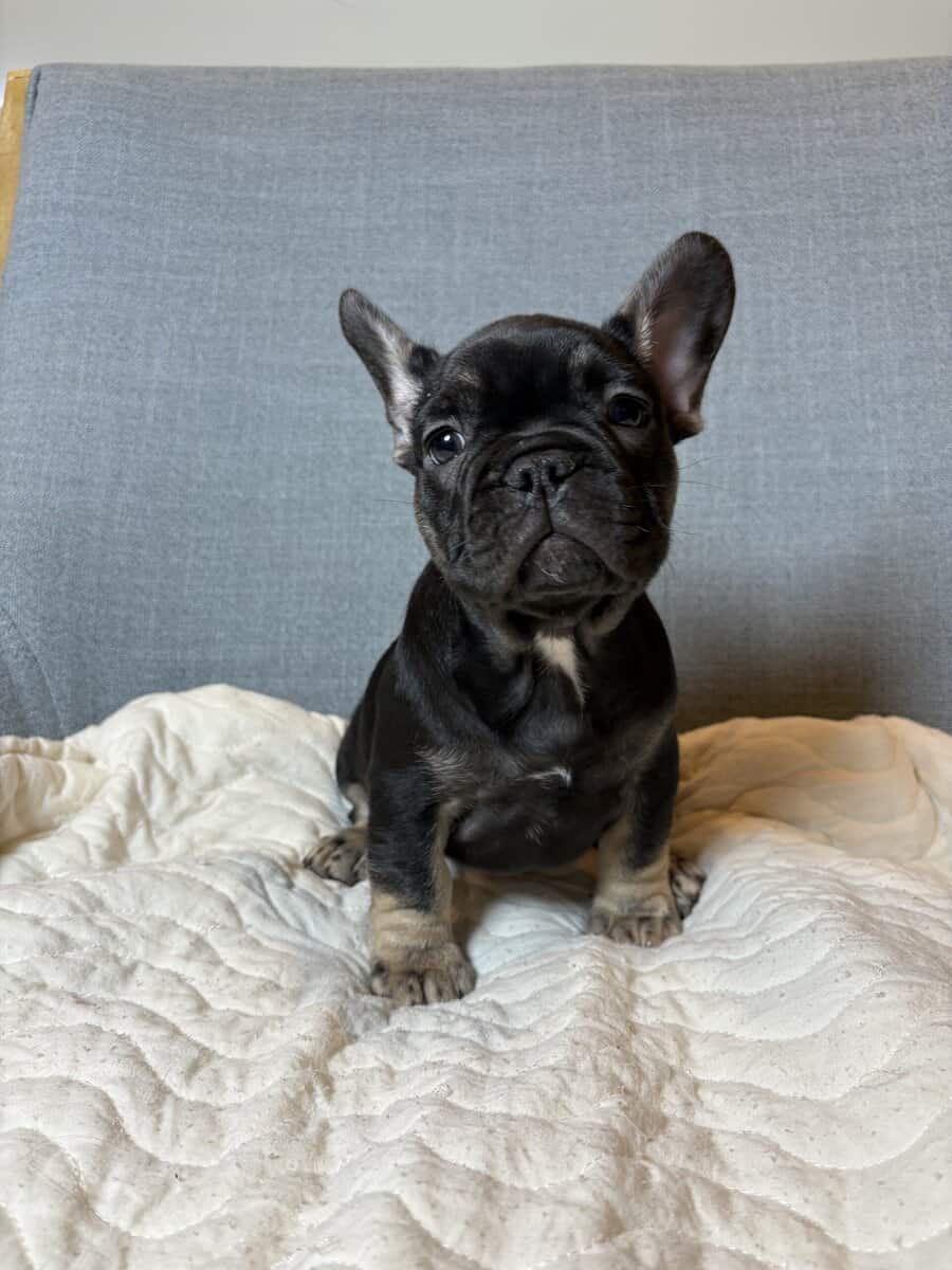 Black tri frenchie image 3