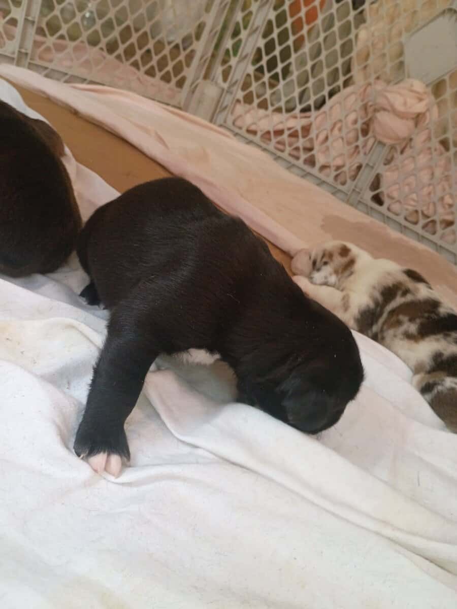 American Bully lab mix puppies image 18