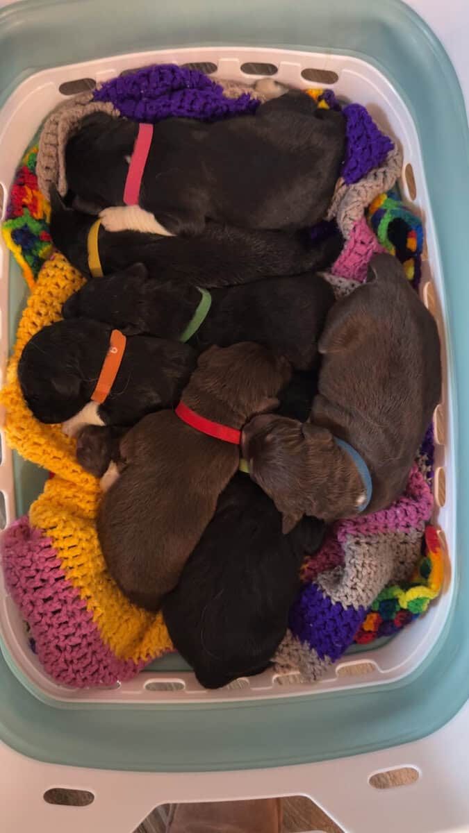 Puppies Needing Their Forever Homes! image 14