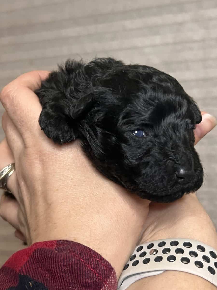 Rare! AKC champion Puli puppies for sale image 7