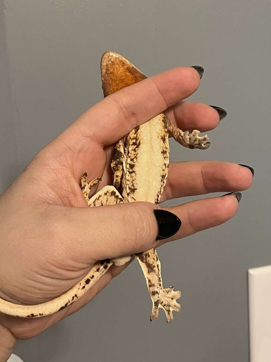 Tricolor lily white male crested gecko image 6
