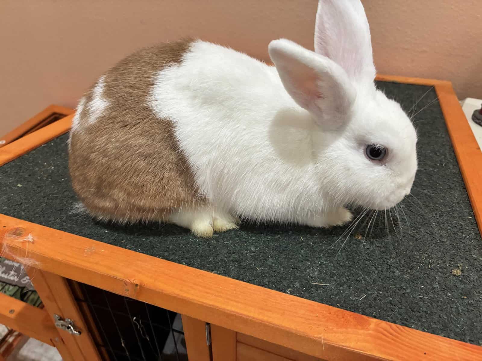 bonded female rabbit pair image 3