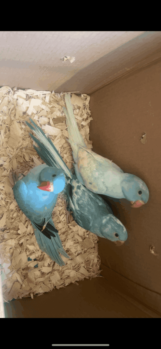 Indian Ringneck babies image 5
