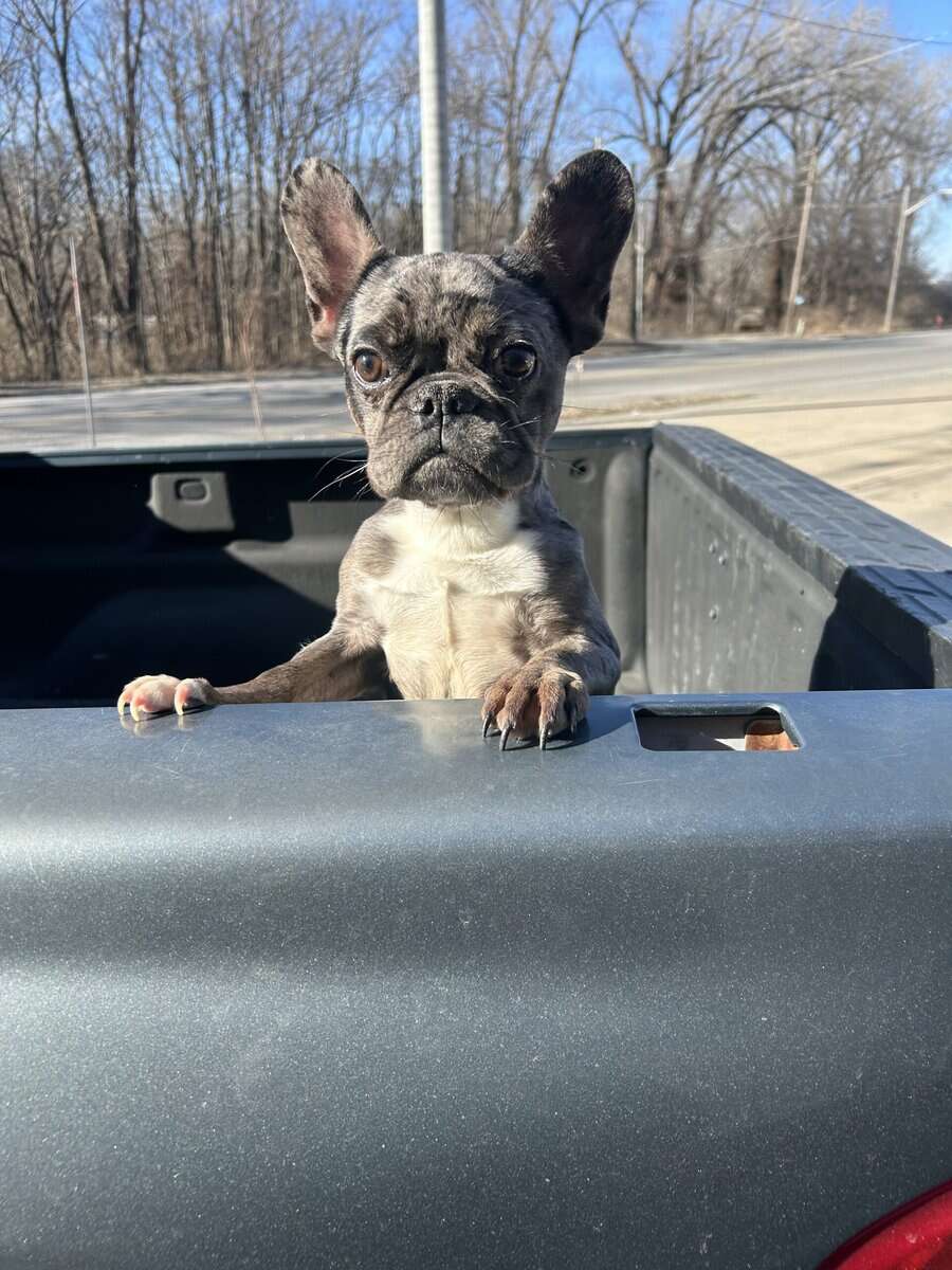 Beautiful Merle Frenchie (4months) image 1