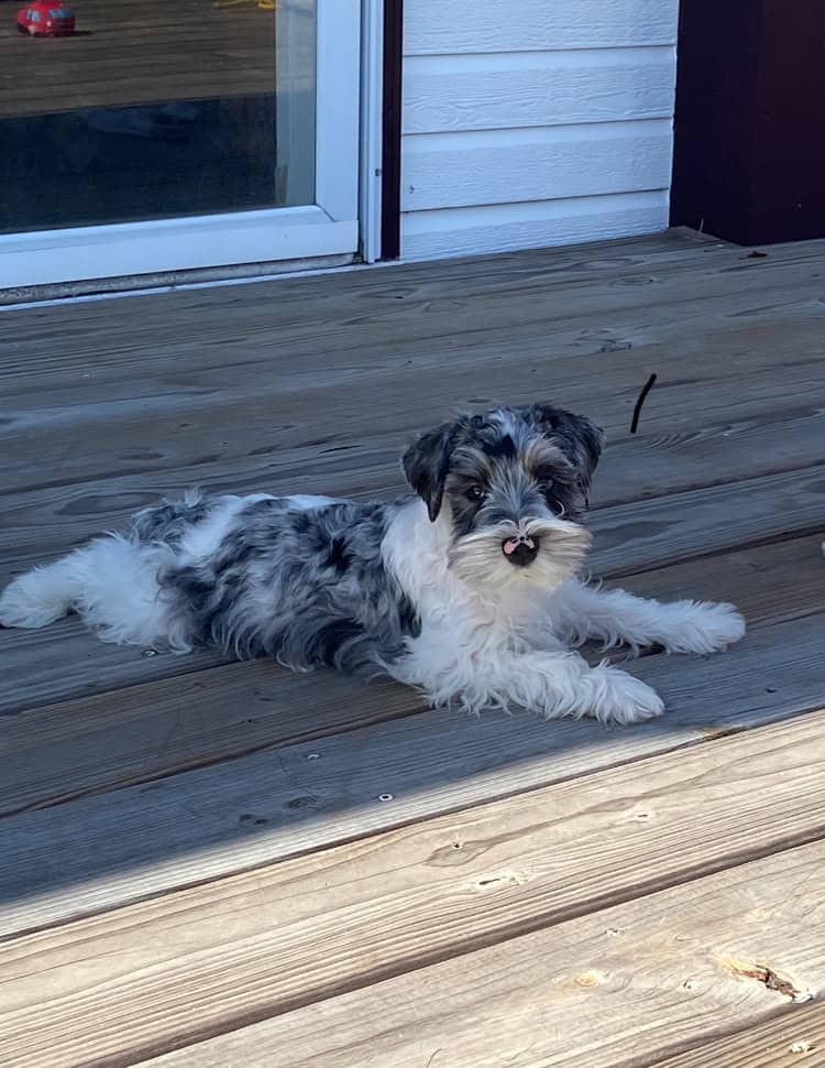 Mini Schnauzers image 1