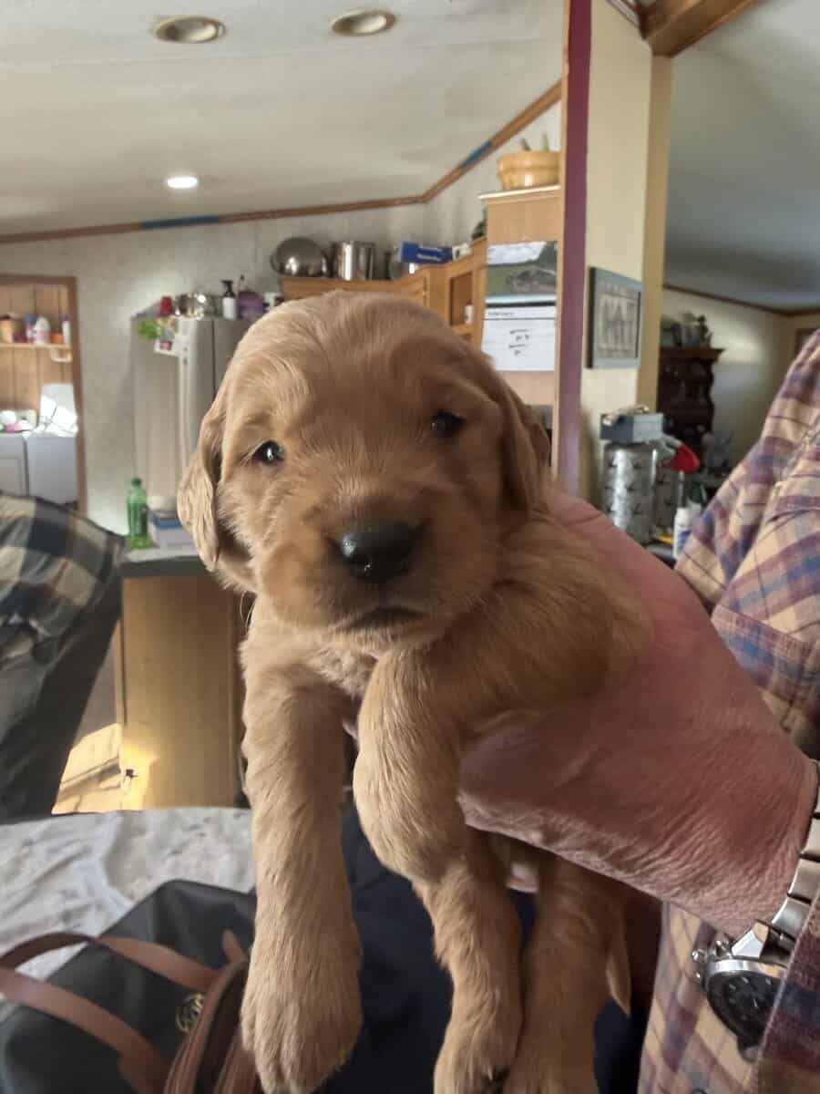 Golden Retriever Puppies image 4