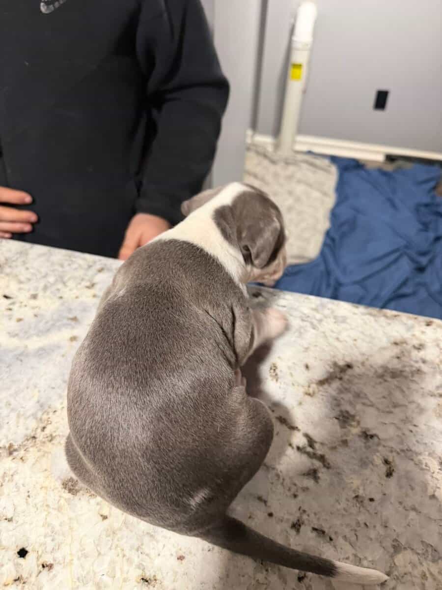 American Bully puppies image 4