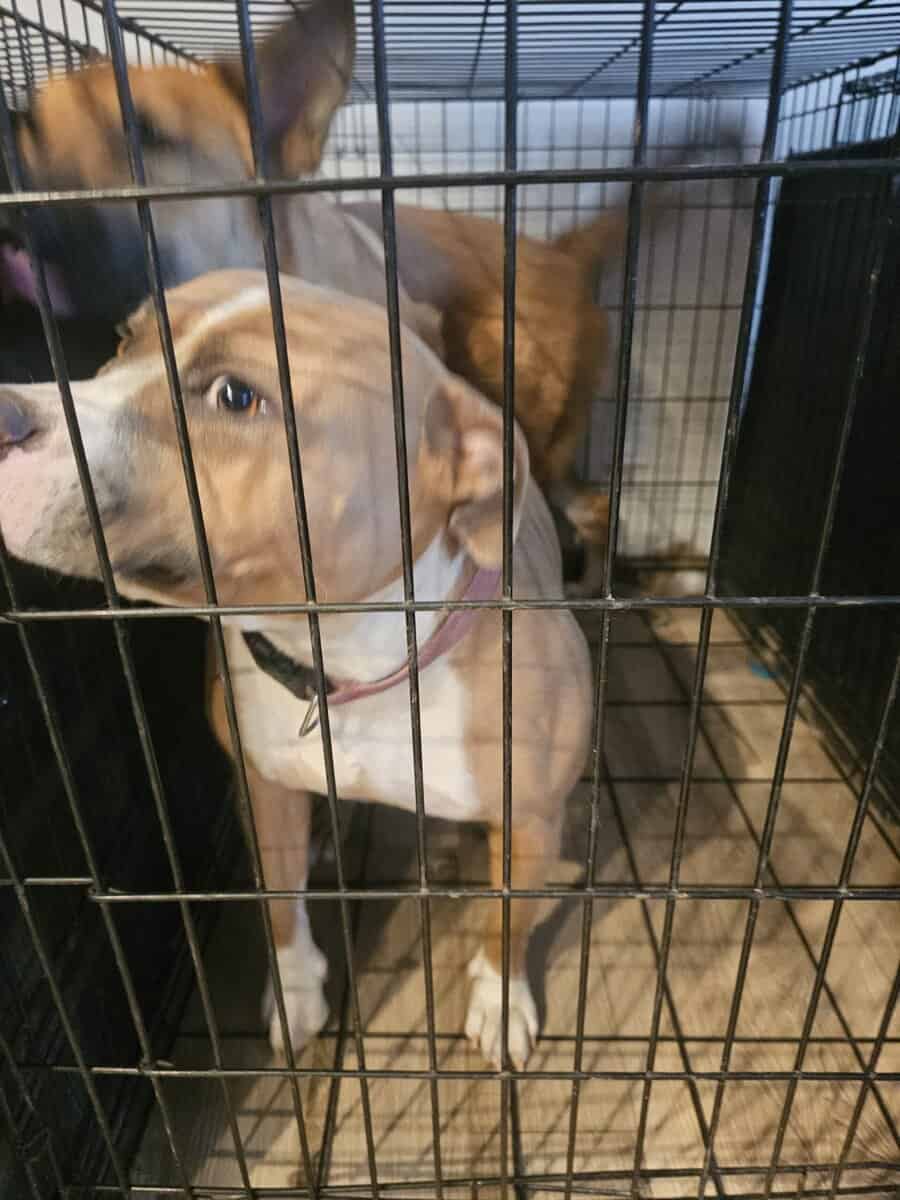 Labrador and Pit mix puppies desperate for homes image 13
