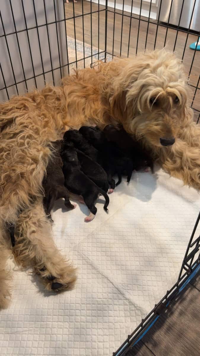 Puppies Needing Their Forever Homes! image 4