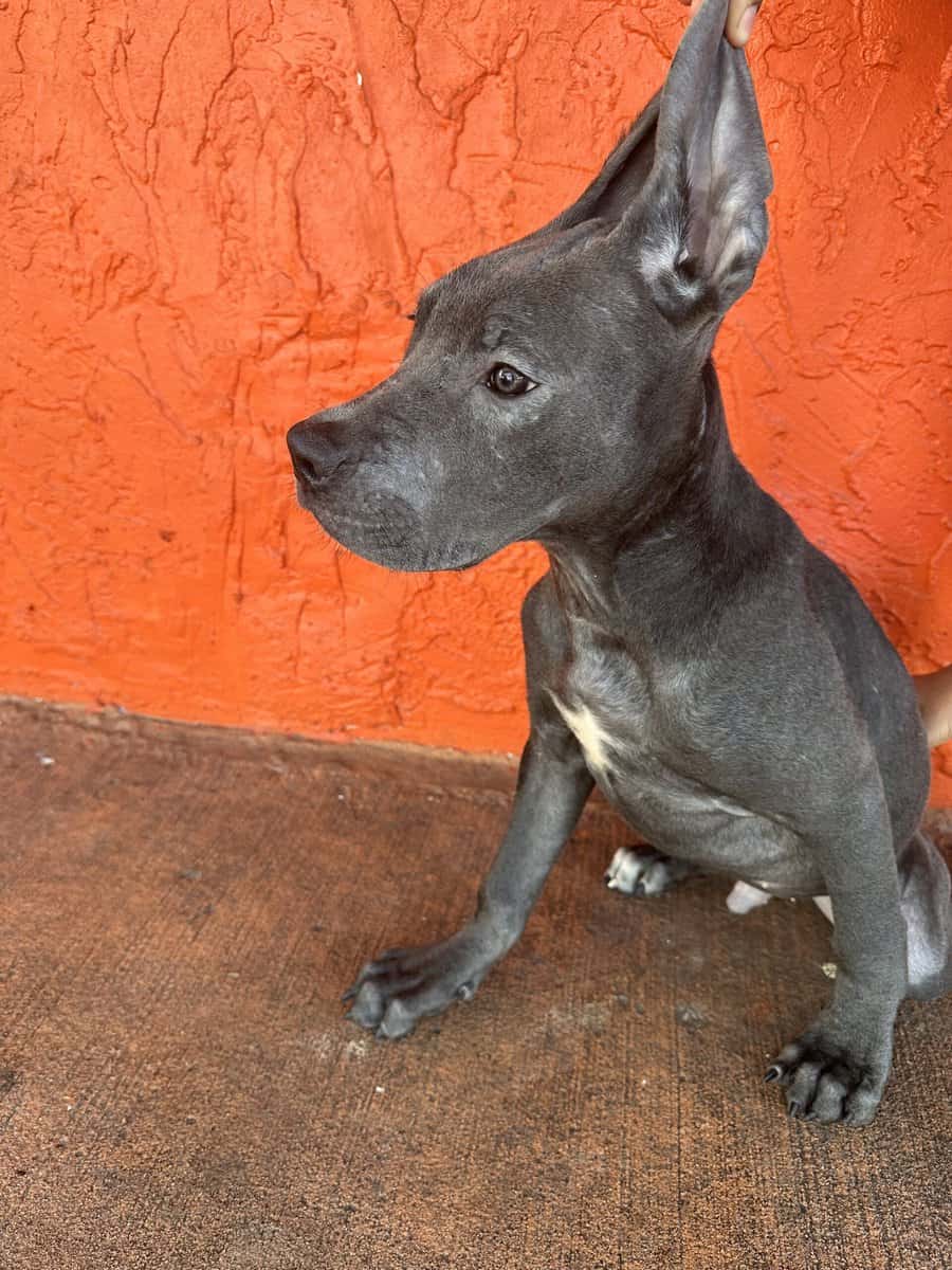 Cane corso puppies image 6