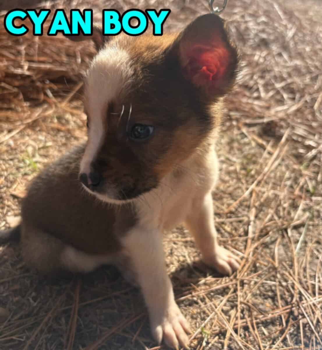 Aussie x Blackmouth Cur puppies for adoption image 6