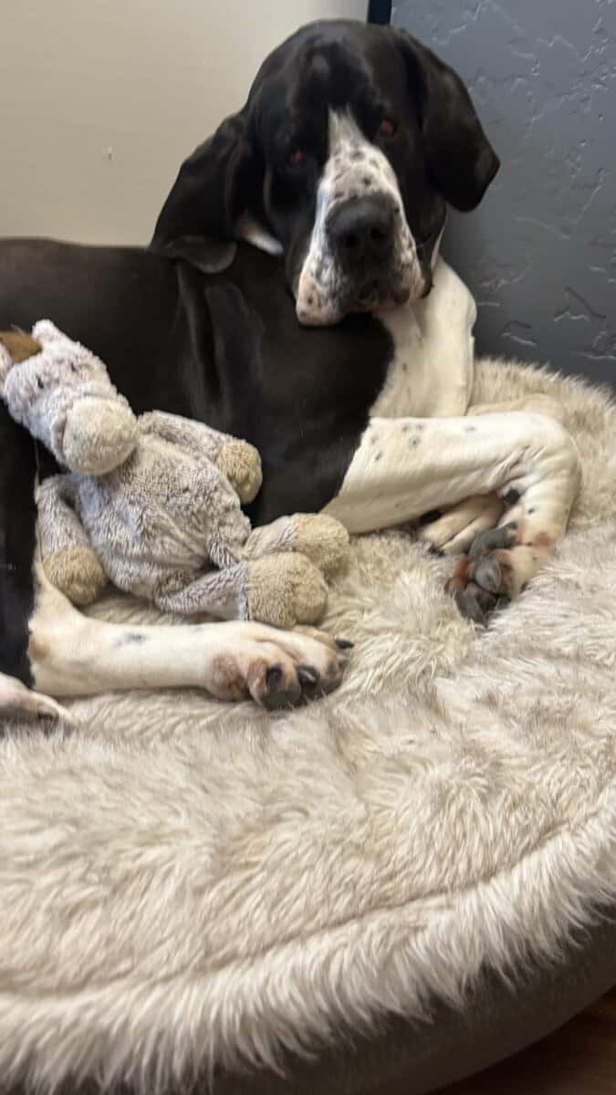 Loving Great Dane image 2