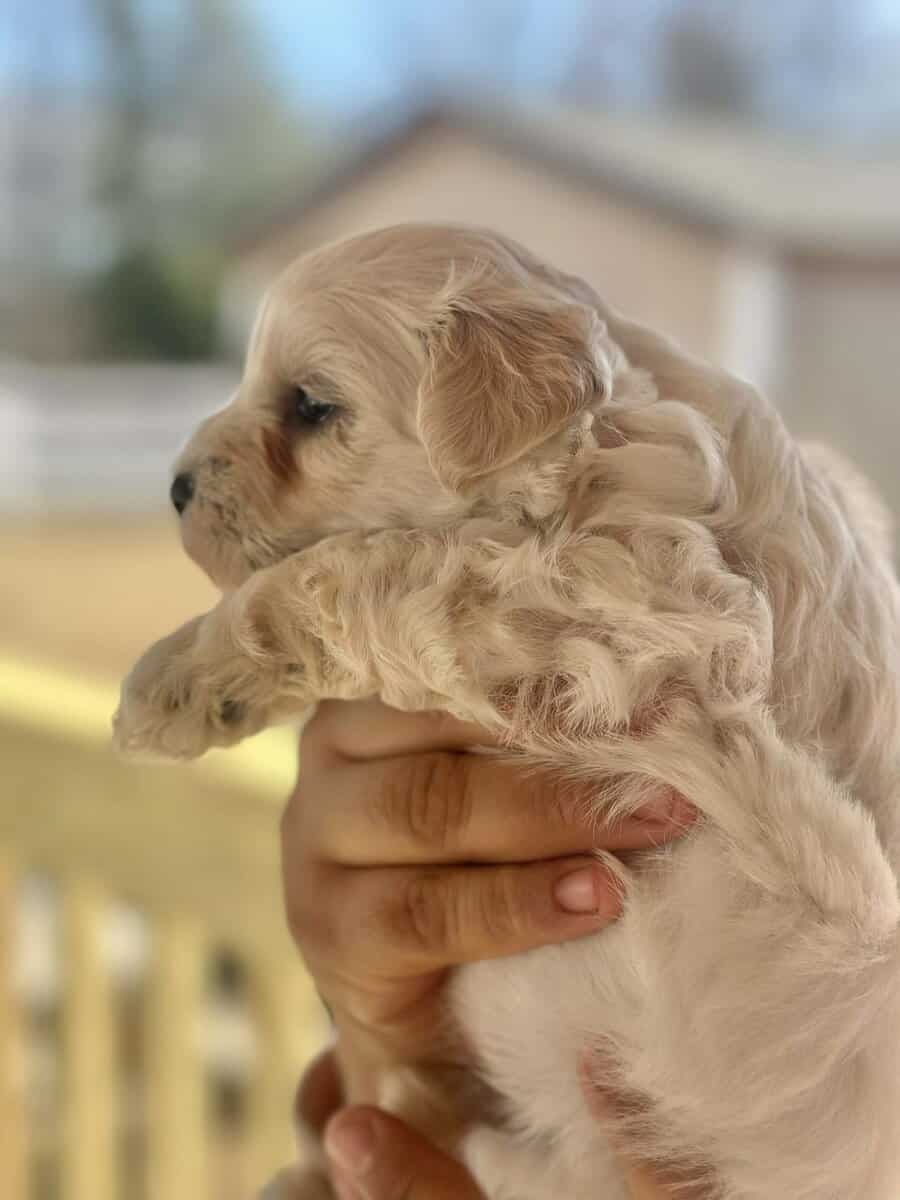 Maltipoo Puppies image 2