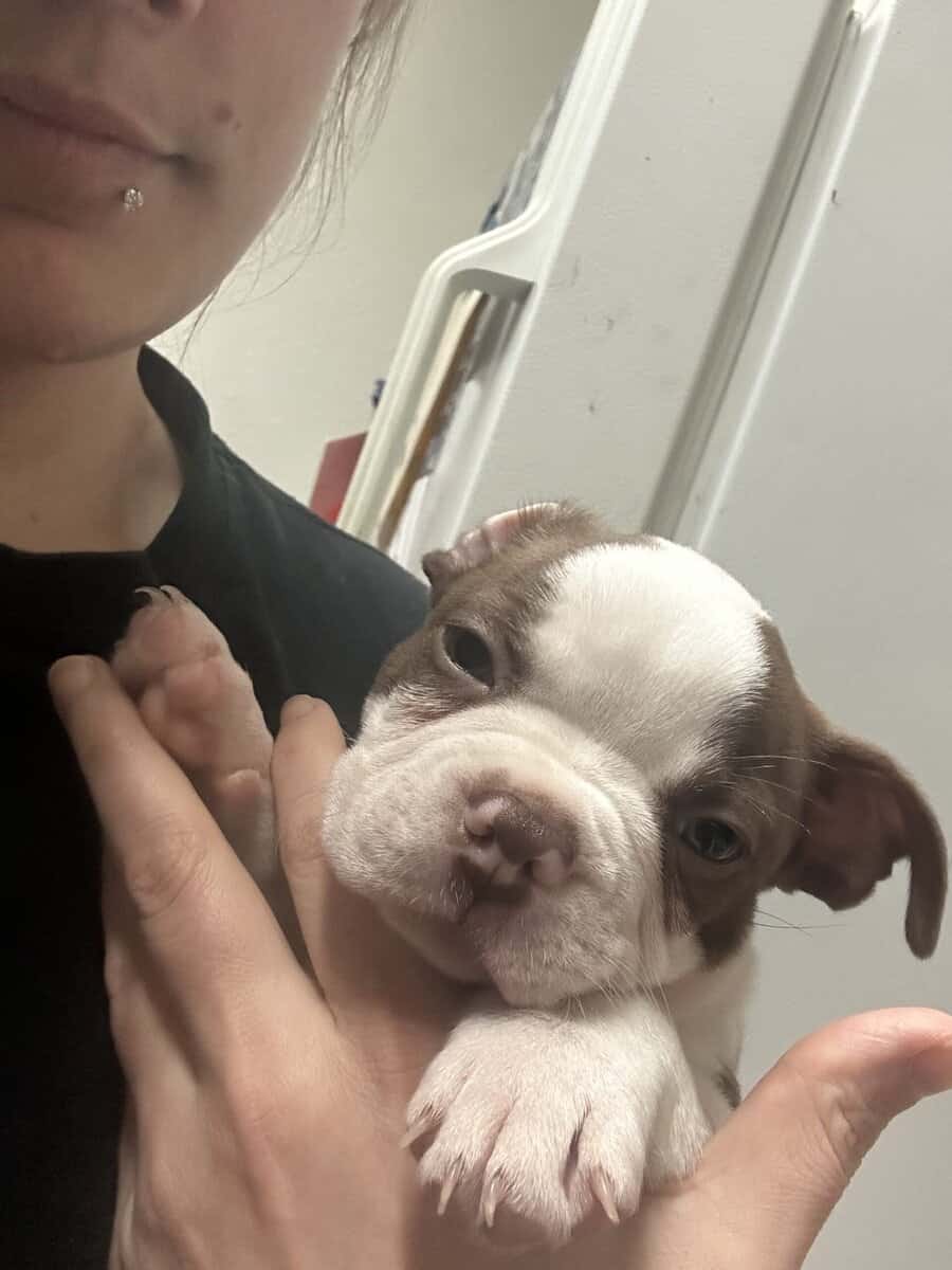 Boston terrier puppies image 1