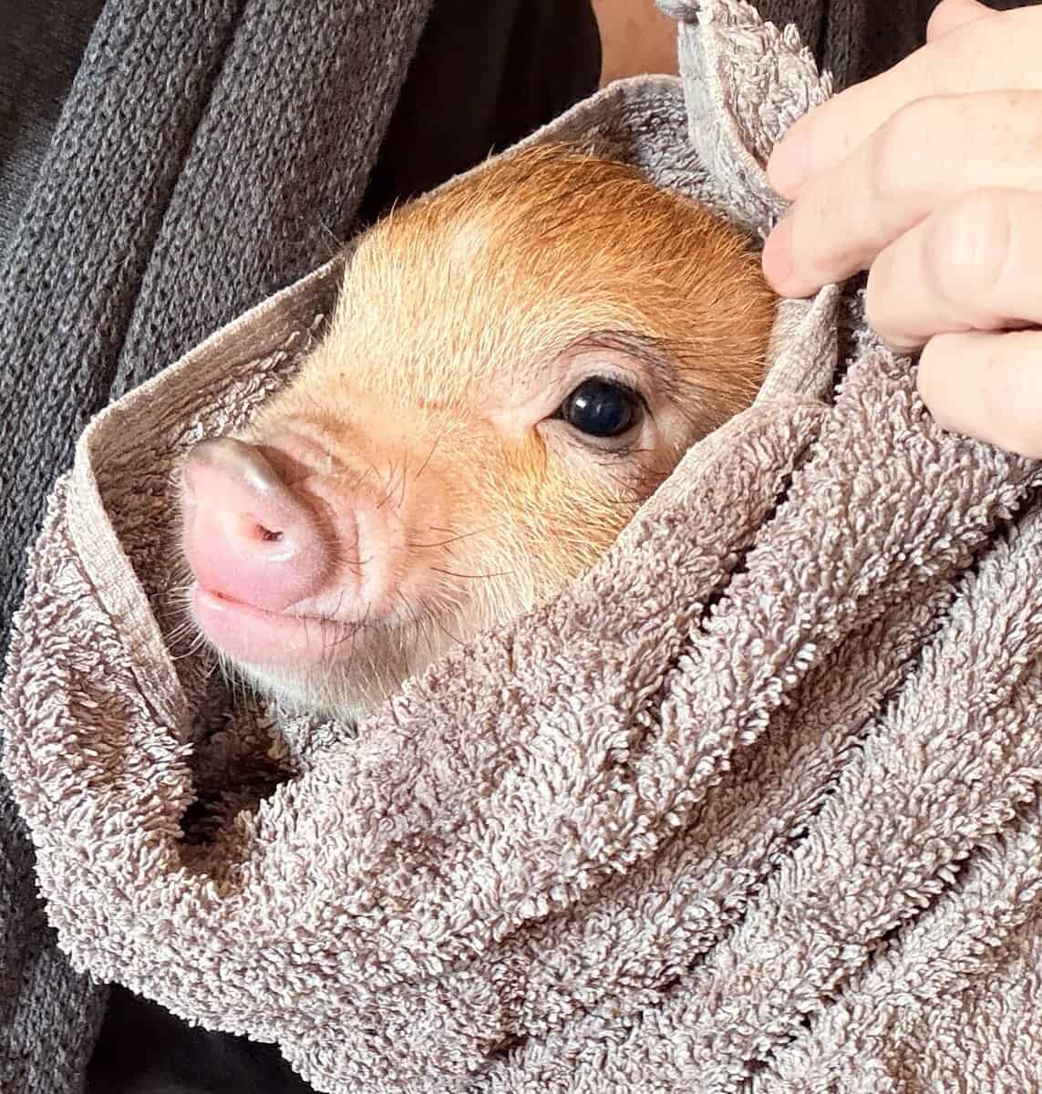Register Mini Pigs image 2