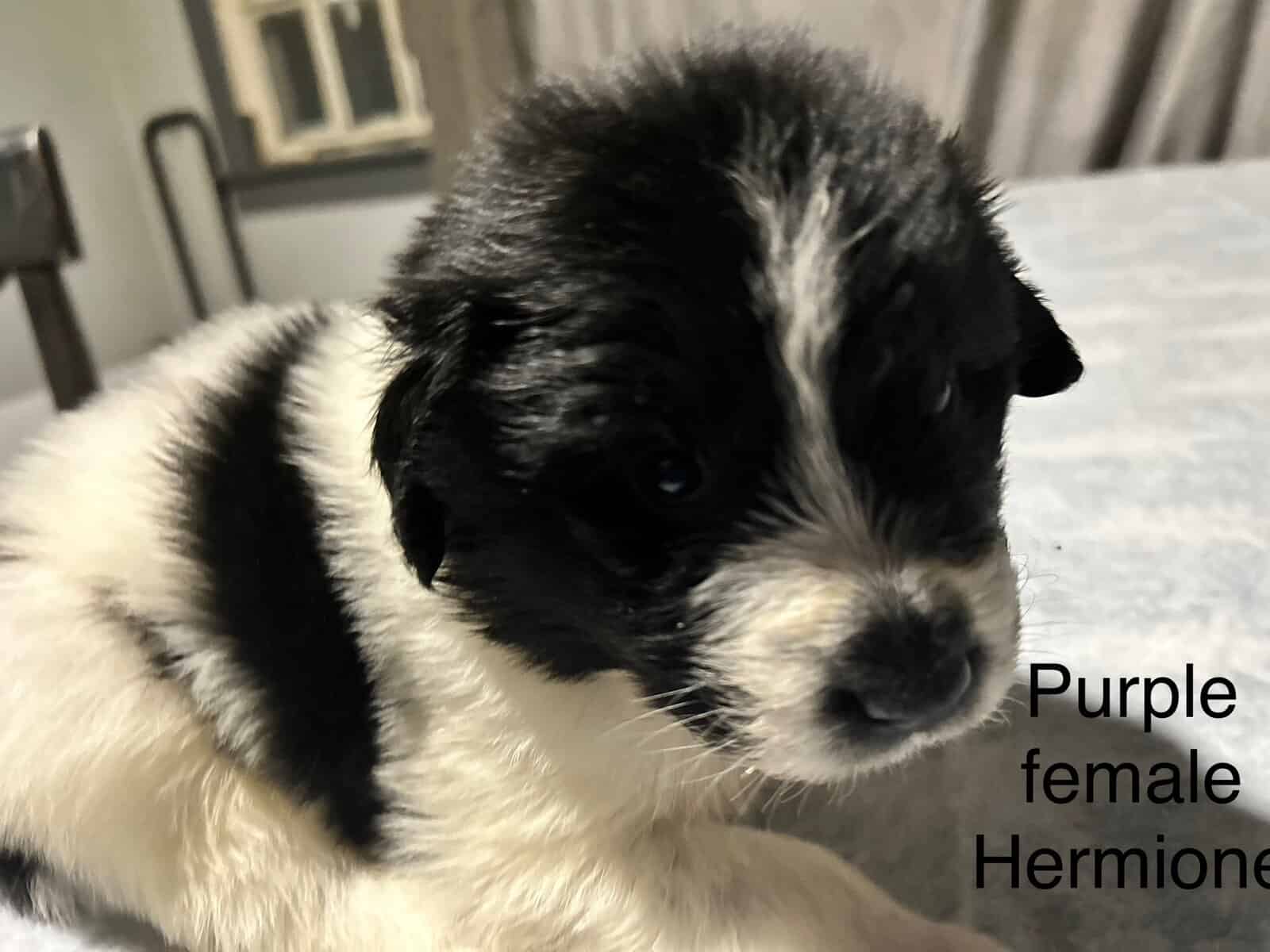 Newfoundland x Great Pyrenees image 17