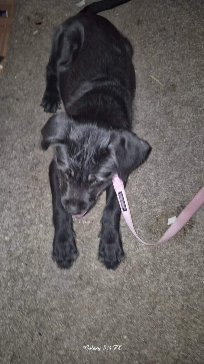 Small puppy 3 months NEEDS NEW HOME ! 👋 image 5