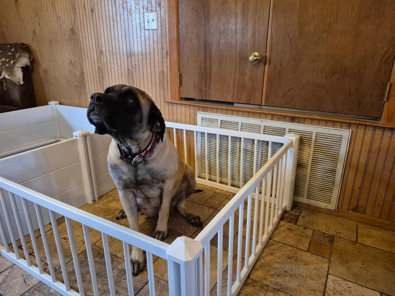 Mastiff image 3