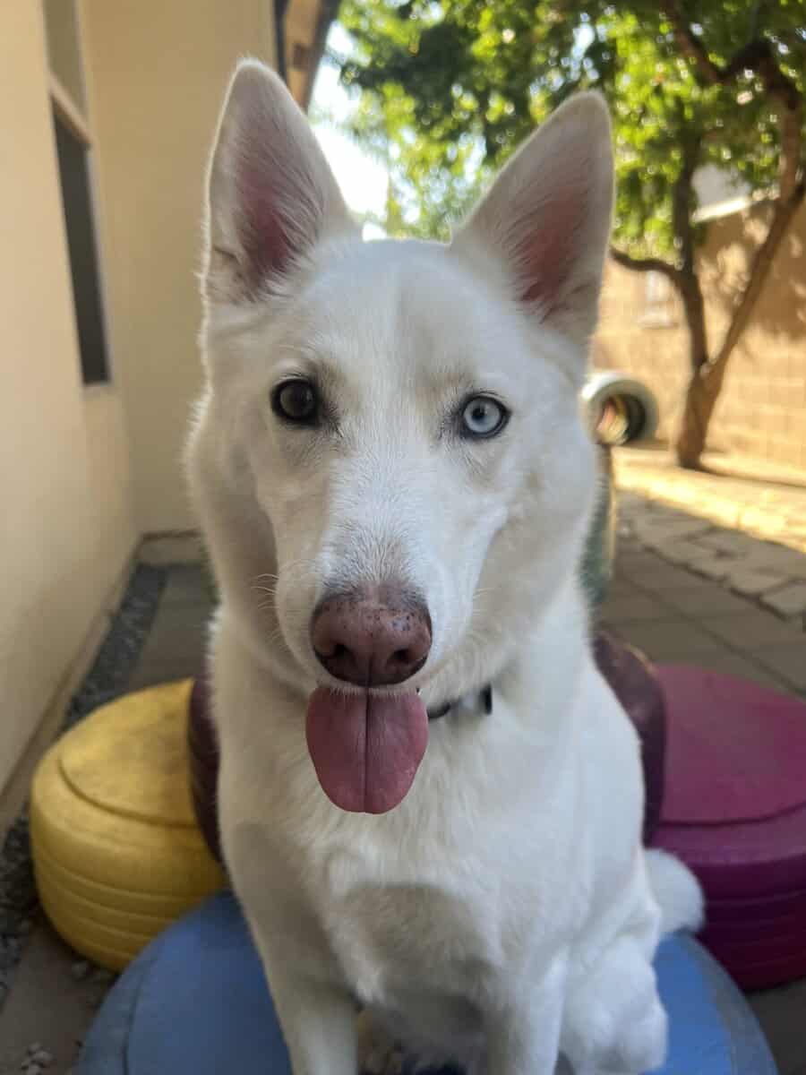 koda needs a new home! image 1