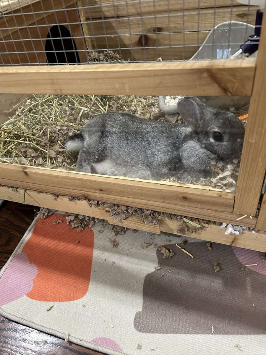 Need home for sweet rabbit image 4
