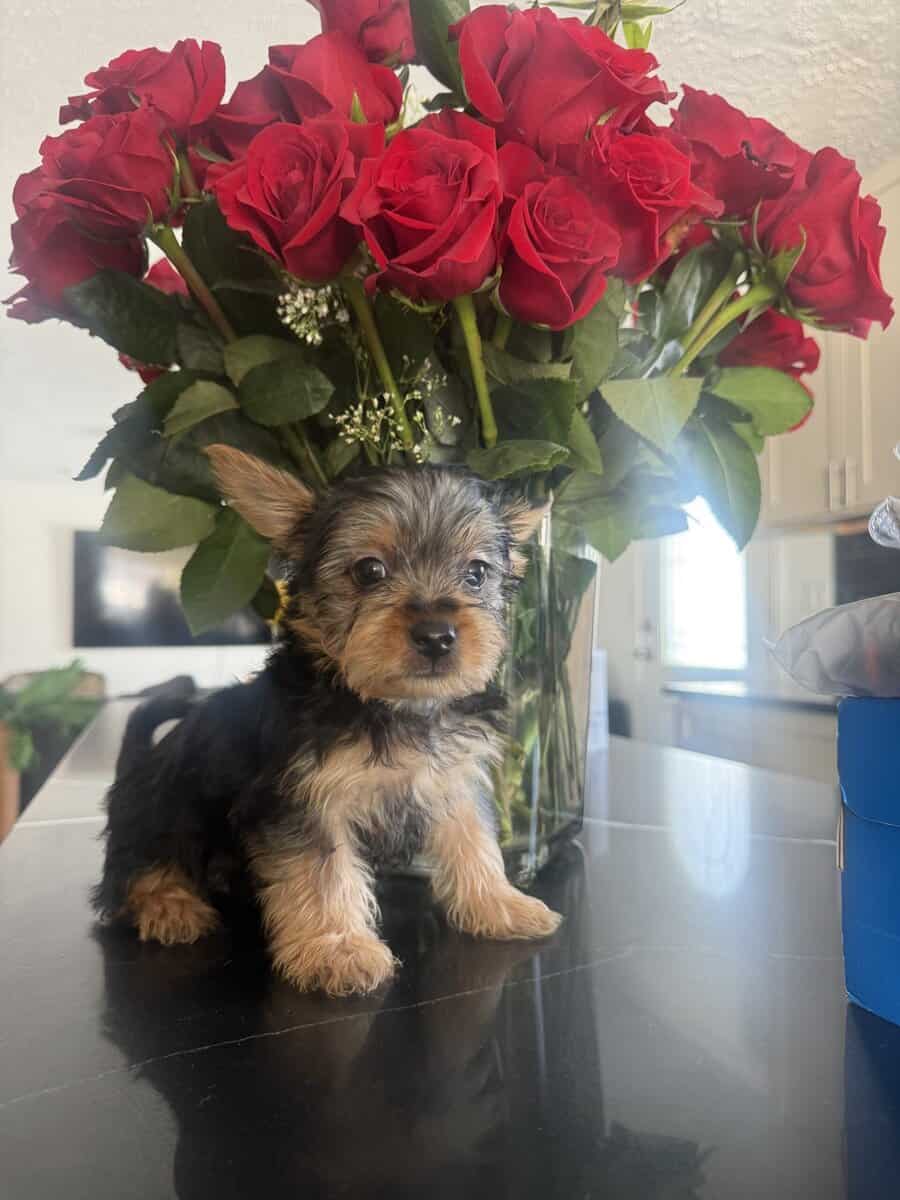 Silky Terrier Puppy! image 4