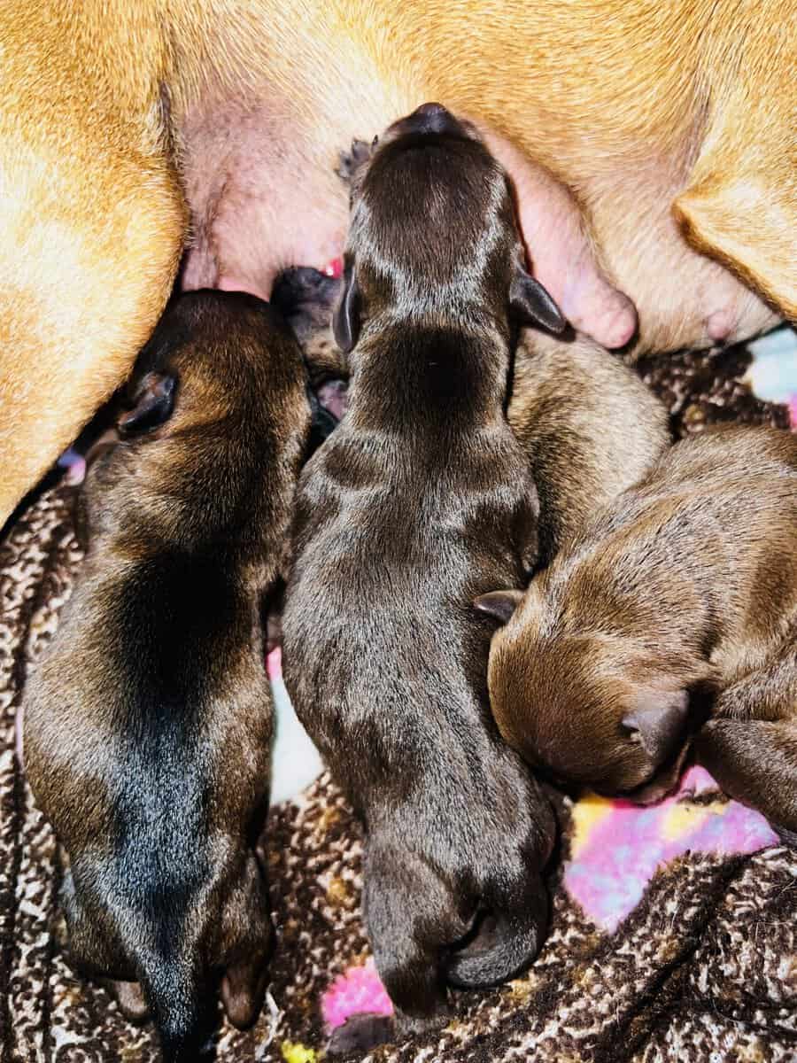 Chihuahuas image 13