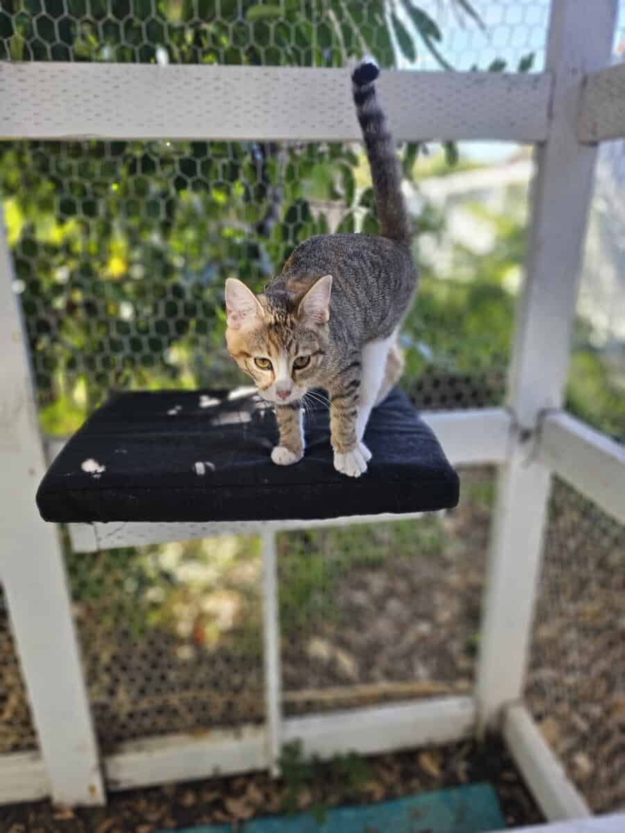 Sister Kittens for Adoption image 7