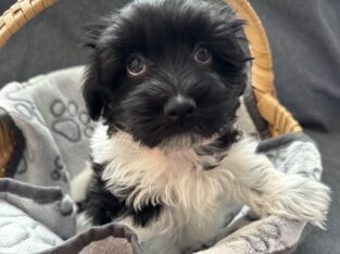 Havaton Puppy – Theo