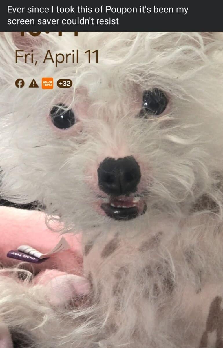 Chinese crested H.H Ship Included image 8