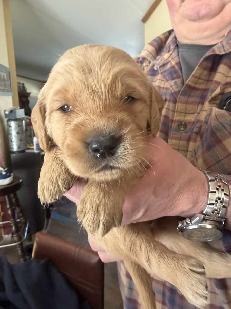 Golden Retriever Puppies image 2
