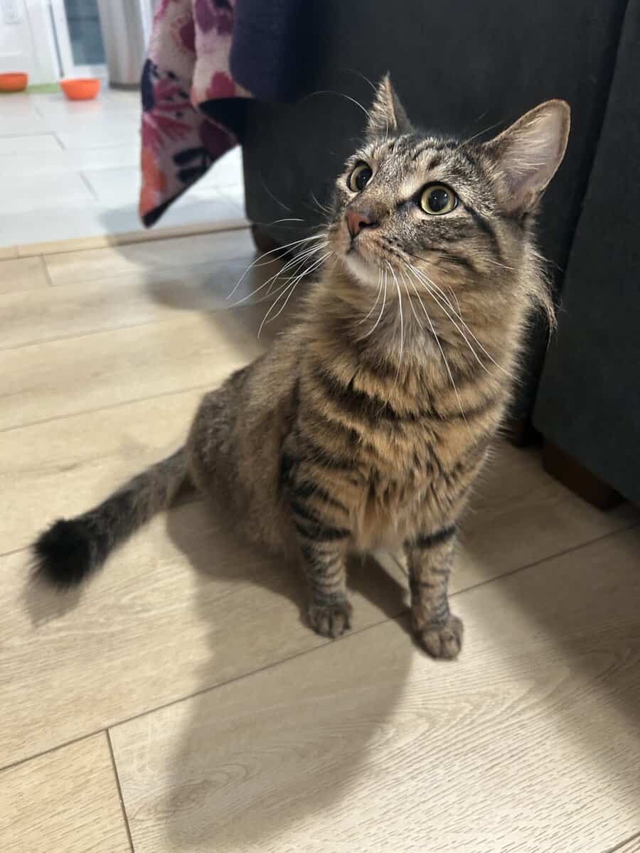 Tabby looking for new home image 3