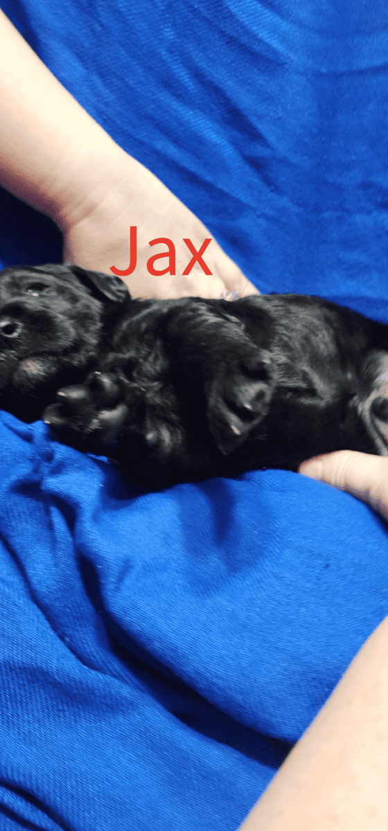 Labradoodle! image 14