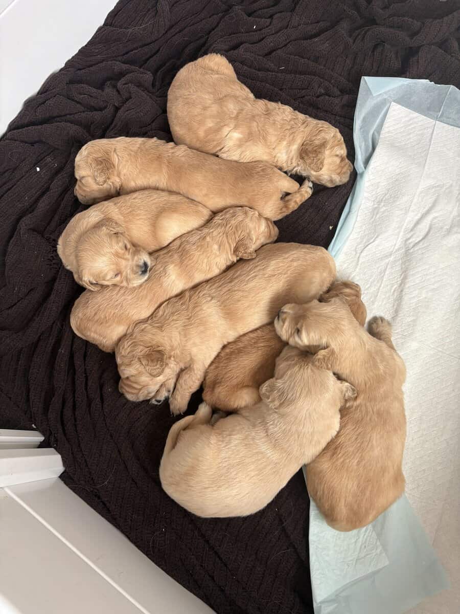 (Golden)Red Retrievers image 2