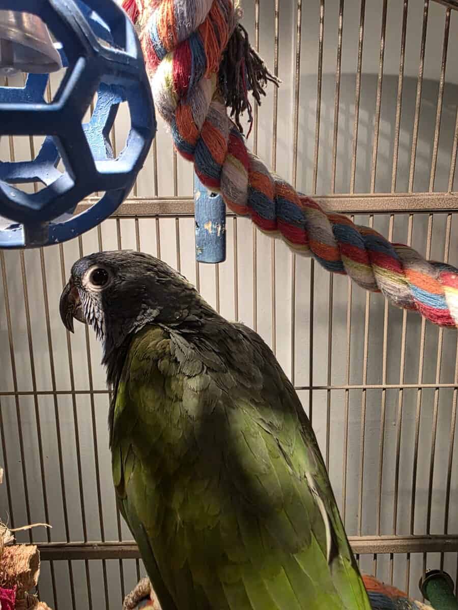Blue Headed pionus Female image 3