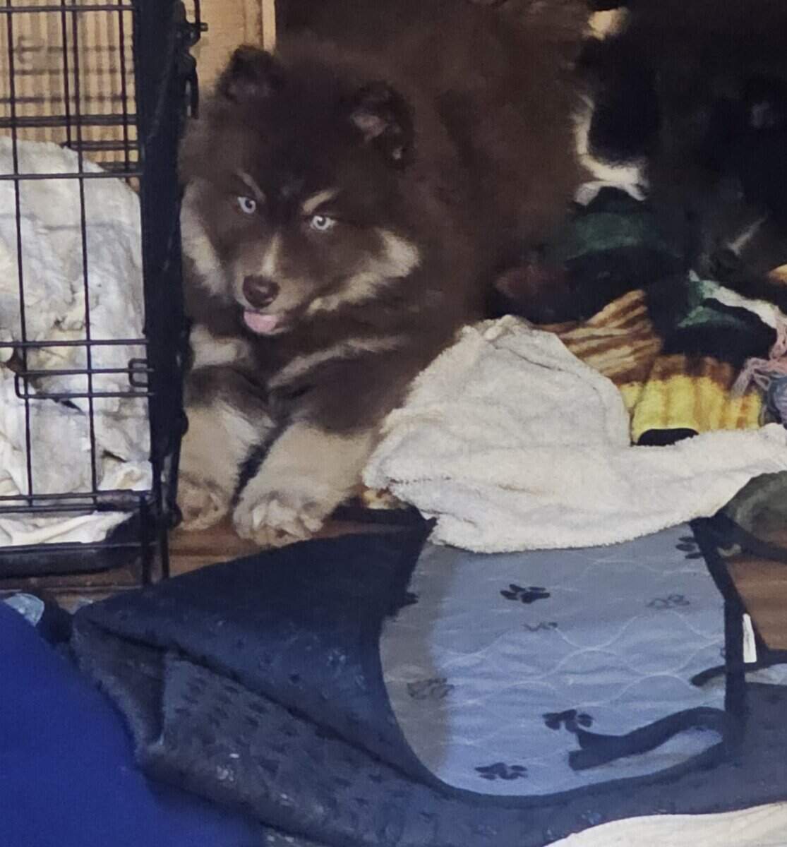 Alaskan Nanuk Puppies image 1