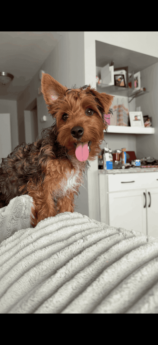 Yorkie looking for a great home image 2