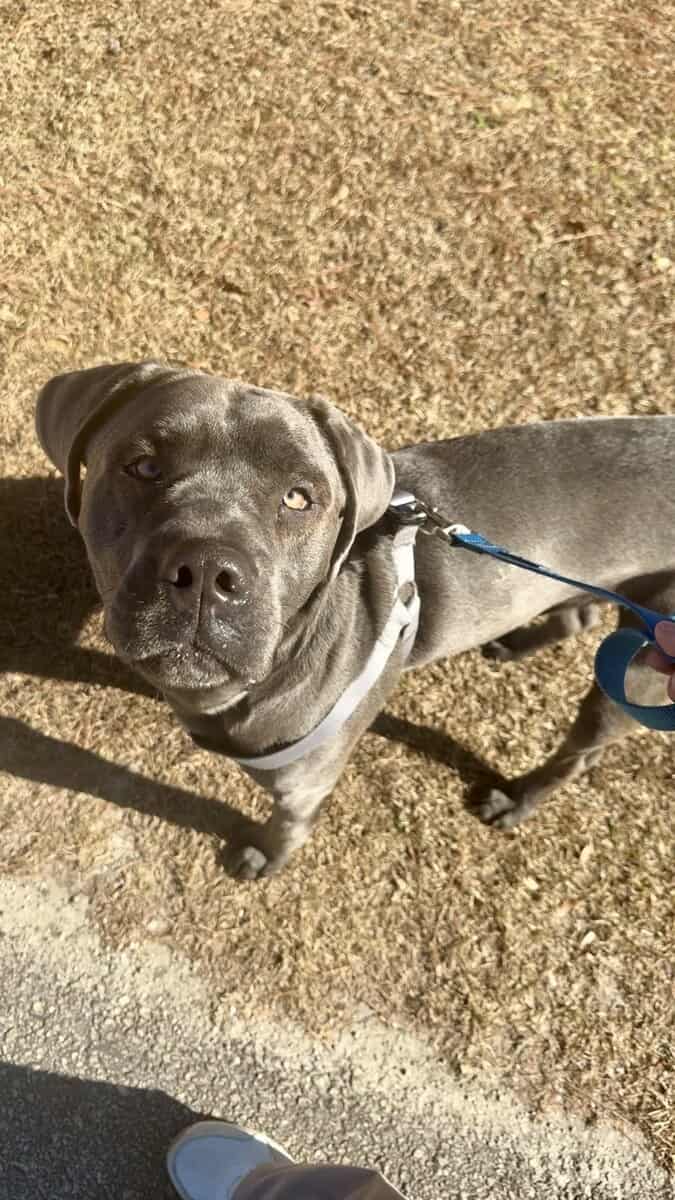 Cane corso mix image 1