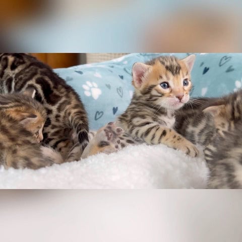 Bengal kittens for sale image 3