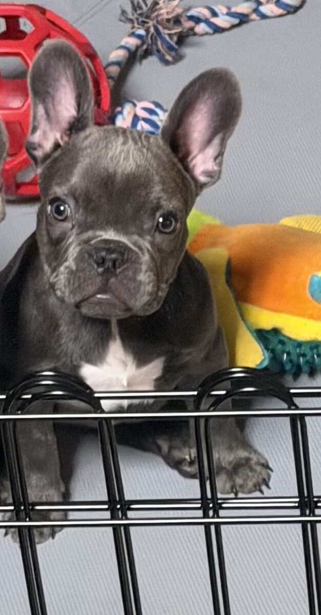 French Bulldog Puppies image 4