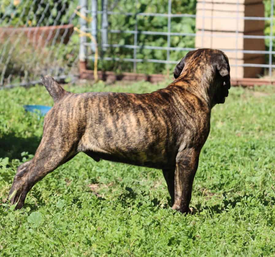 Male cane corso image 2