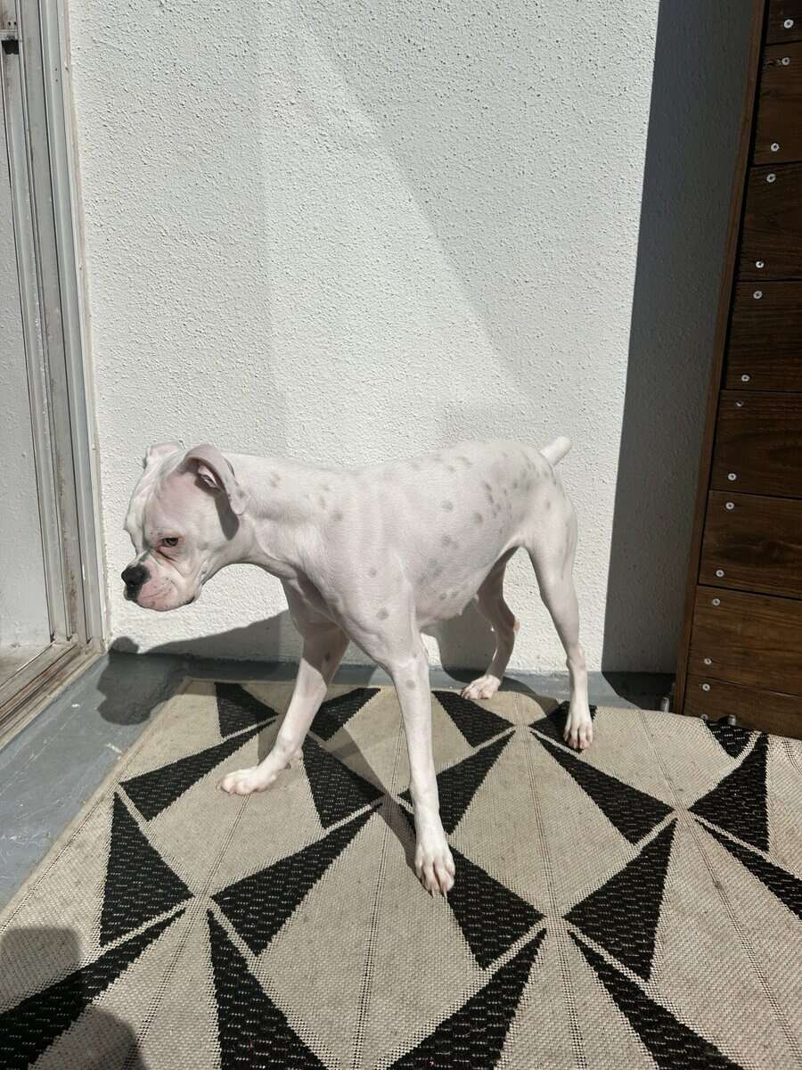 BOXER PUPPY FOR SALE image 2