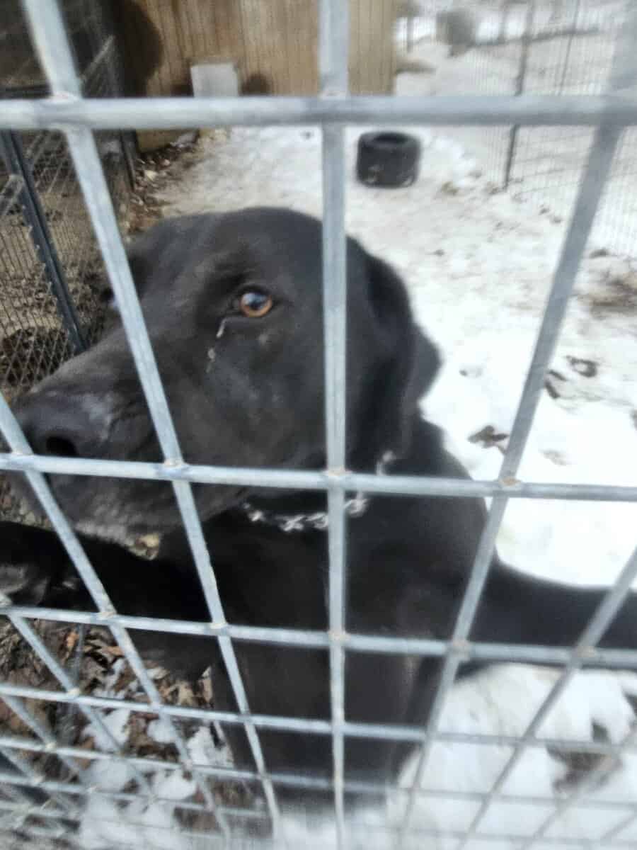 Labrador and Pit mix puppies desperate for homes image 20