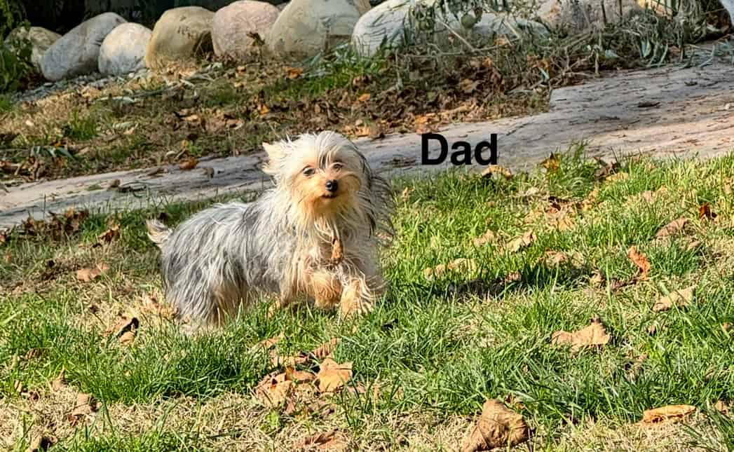 Beautiful AKC babys boys image 6