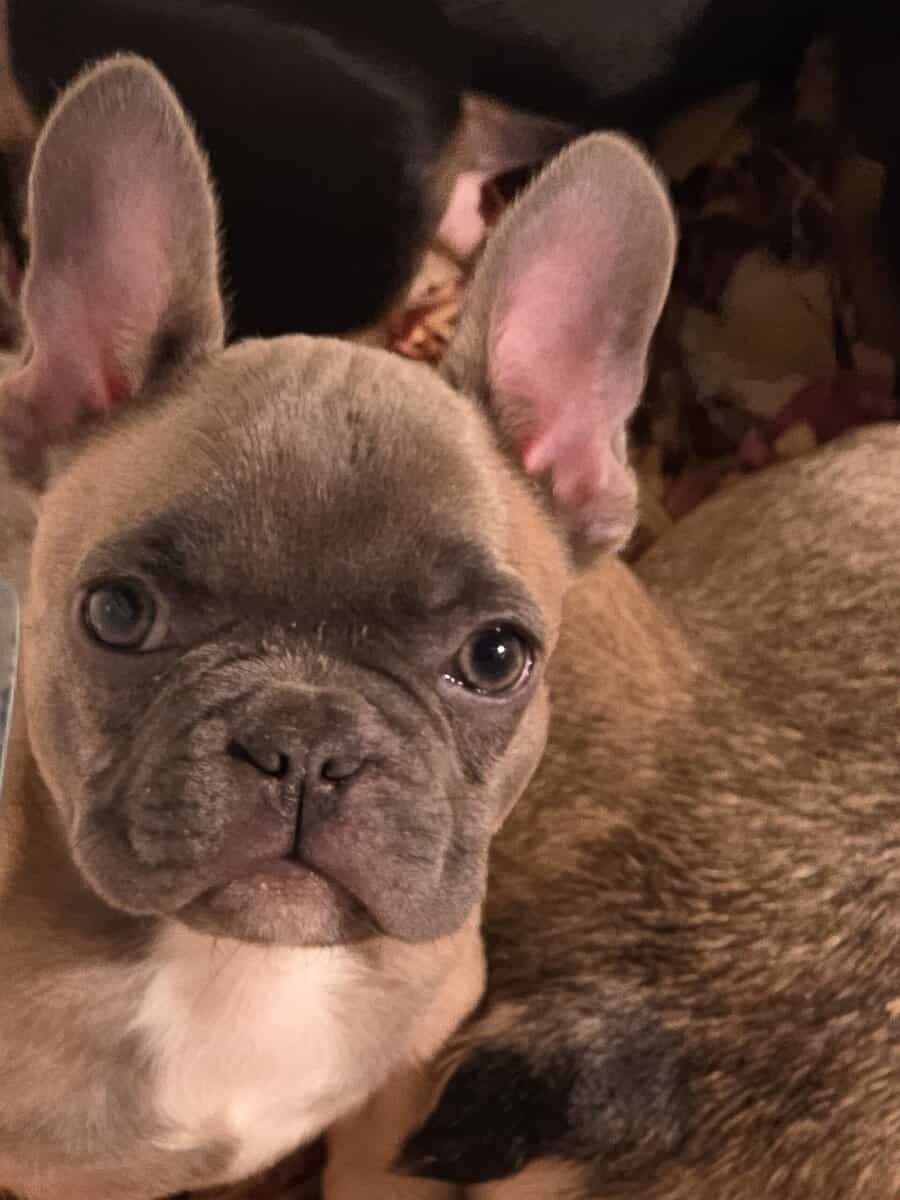 Frenchie image 4