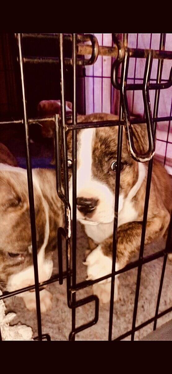 PitBull Puppies image 4