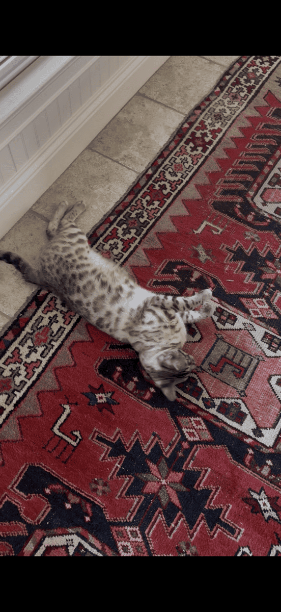 Bengal Cat 11 month old female for sale image 5